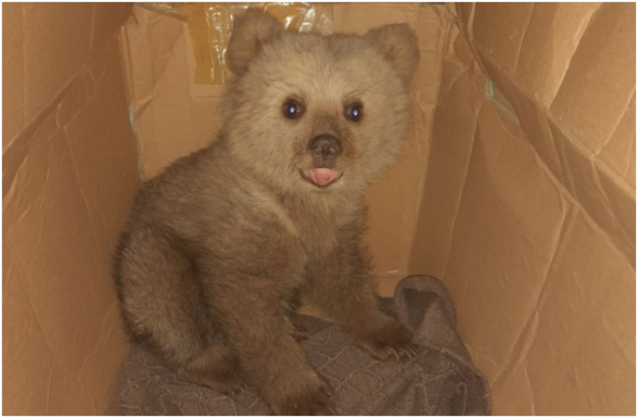 В Армении запутавшегося в сетях медвежонка отправили в центр реабилитации животных (видео)